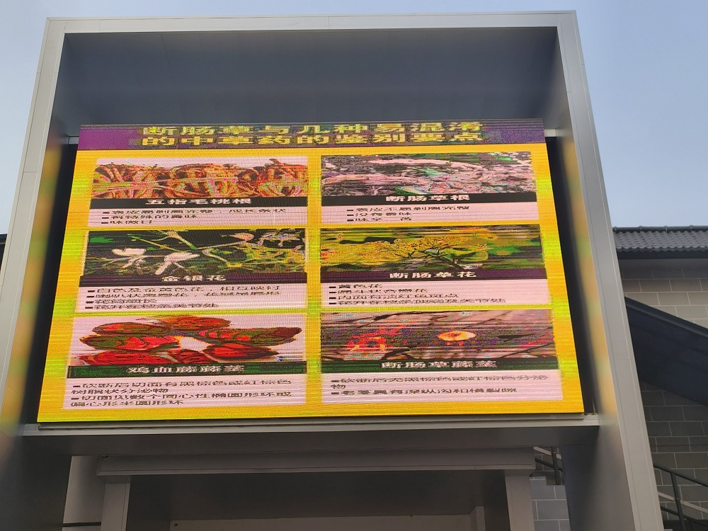 在農貿市場大屏幕滾動播放易混淆中草藥鑒別要點.jpg